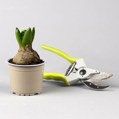 Hyazinthe gelb, vorgetrieben, Topf-Ø 9 cm, 9 Pflanzen