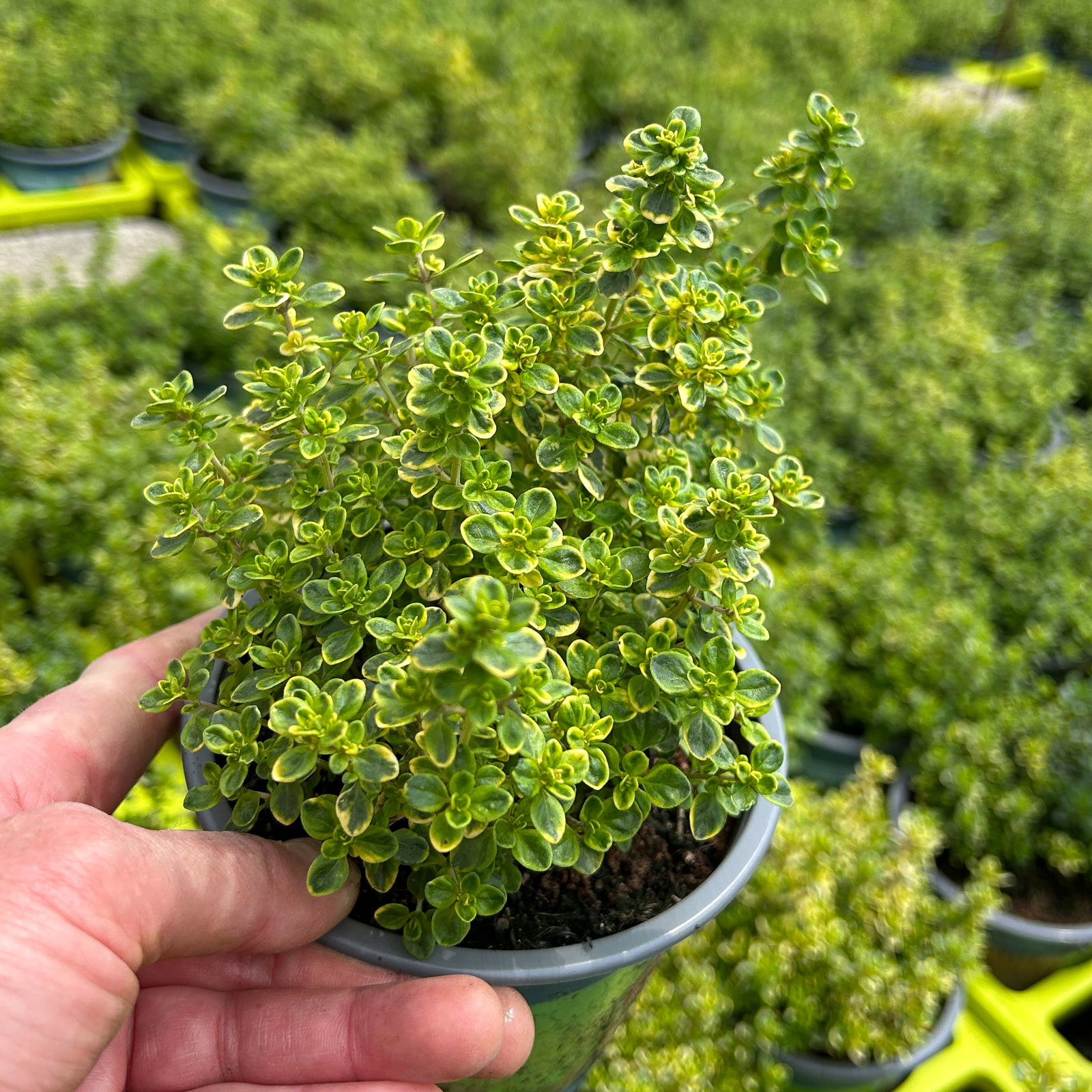 Bio Zitronen-Thymian, Topf-Ø 12cm