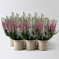 Calluna 'Twin', rot-weiß, Topf-Ø 10,5 cm, 6 Pflanzen Calluna 'Twin', rot-weiß, Topf-Ø 10,5 cm, 6 Pflanzen