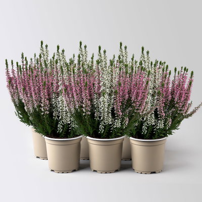 Calluna 'Twin', rot-weiß, Topf-Ø 10,5 cm, 6 Pflanzen Calluna 'Twin', rot-weiß, Topf-Ø 10,5 cm, 6 Pflanzen
