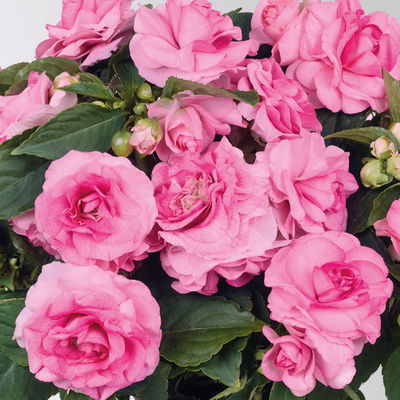 Fleißiges Lieschen 'Pink' rosa, gefüllt, Topf -Ø 12 cm, 6 Pflanzen