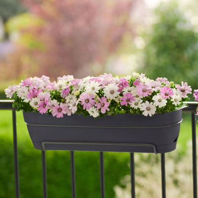 Elho Pflanzgefäß 'Vibia Campana 50 all-in-1', anthrazit Elho Pflanzgefäß 'Vibia Campana 50 all-in-1', anthrazit