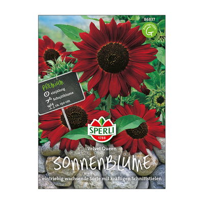 Blumensamen, Sonnenblume 'Velvet Queen' Blumensamen, Sonnenblume 'Velvet Queen'
