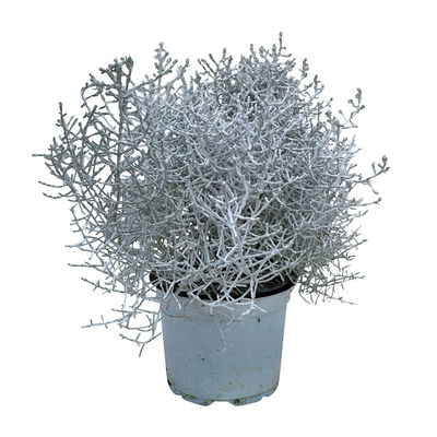 Calocephalus, weiß gefärbt, Topf-Ø 12 cm, 6 Pflanzen