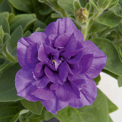 Petunie blau, gefüllt, hängend, Topf-Ø cm, 6 Pflanzen