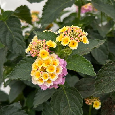 Wandelröschen, lila/gelb, Stamm, Topf-Ø 23 cm Wandelröschen, lila/gelb, Stamm, Topf-Ø 23 cm