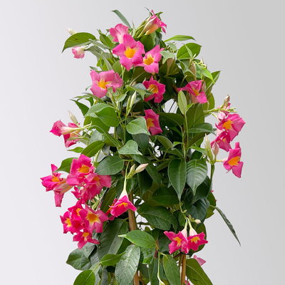 Dipladenie 'Quartz', pink gesternt, Doppelbogen, Höhe ca. 60 cm, Topf-Ø 17 cm Dipladenie 'Quartz', pink gesternt, Doppelbogen, Höhe ca. 60 cm, Topf-Ø 17 cm