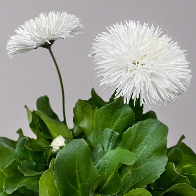 Tausendschön, weiß, großblumig Topf-Ø 12 cm, 6 Pflanzen