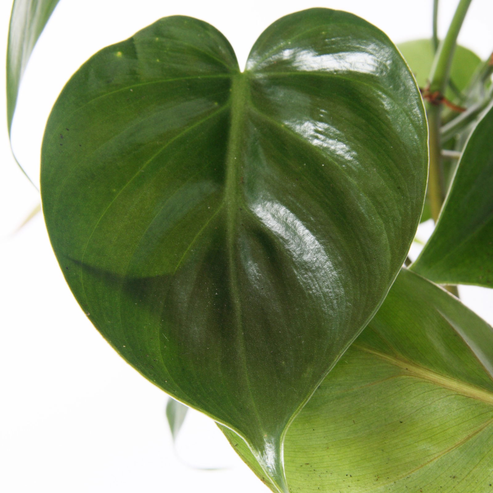 Philodendron, Ampeltopf-Ø 18 cm, Höhe ca. 35 cm