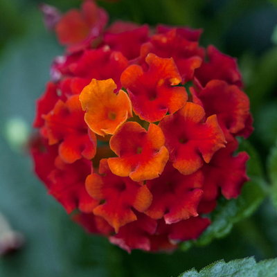 Wandelröschen, rot, Topf-Ø 12 cm, 6 Pflanzen