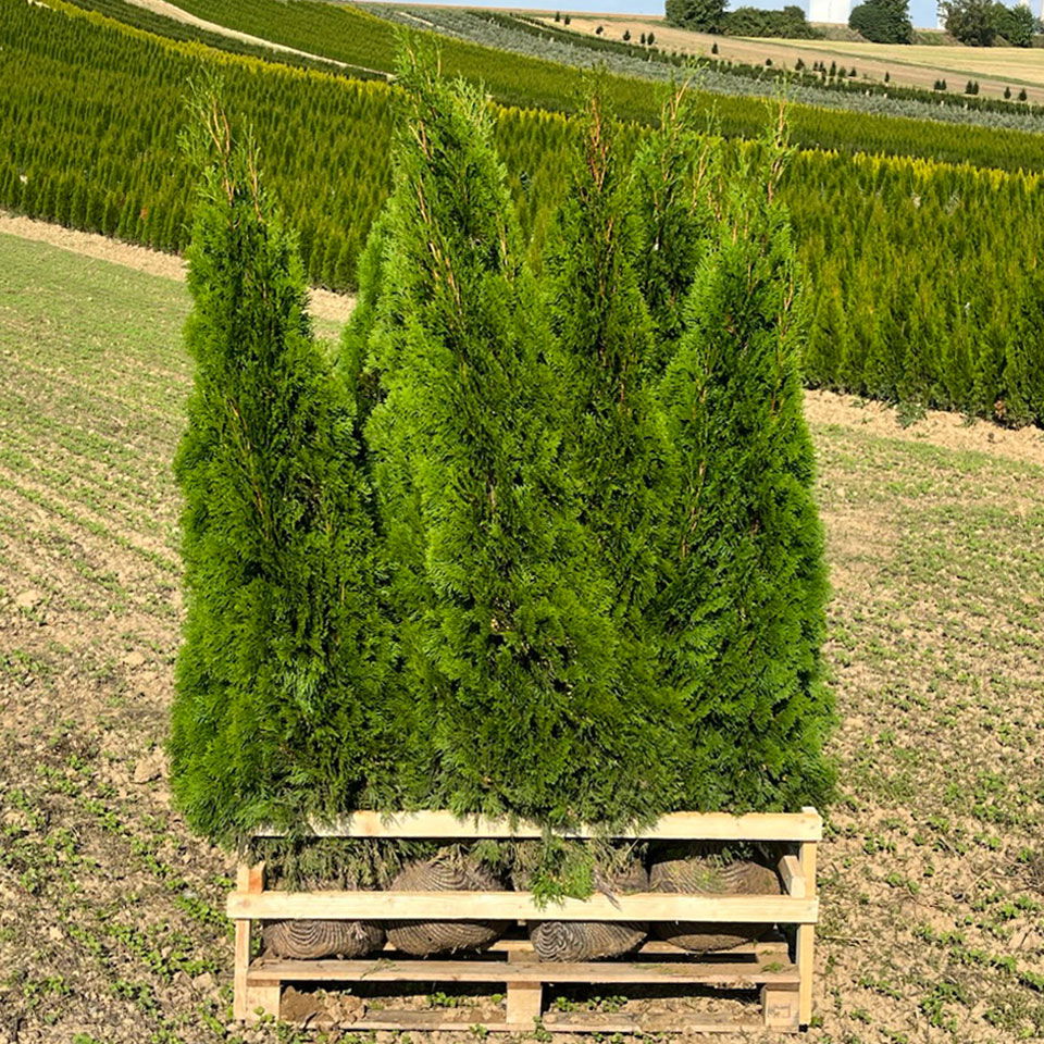 Thuja occidentalis 'Smaragd', Höhe 150 - 175 cm, mit Ballen, 10 Stück