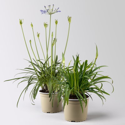 Agapanthus 'Summer Love™', blau, Topf-Ø 17 cm, 2 Pflanzen