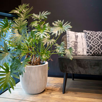 Capi Europe Pflanzgefäß 'Groove', elfenbein, ca. Ø 54 x H 52 cm Capi Europe Pflanzgefäß 'Groove', elfenbein, ca. Ø 54 x H 52 cm