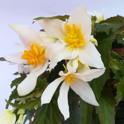 Begonie 'SUMMERWINGS™ White' weiß, Topf-Ø 13 cm, 6er-Set