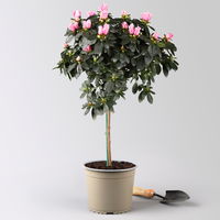 Azalee, Stämmchen, Farbe zufällig, gefüllt, Topf-Ø 19 cm, Höhe ca. 65 cm