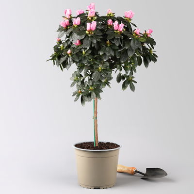 Azalee, Stämmchen, Farbe zufällig, gefüllt, Topf-Ø 19 cm, Höhe ca. 65 cm Azalee, Stämmchen, Farbe zufällig, gefüllt, Topf-Ø 19 cm, Höhe ca. 65 cm