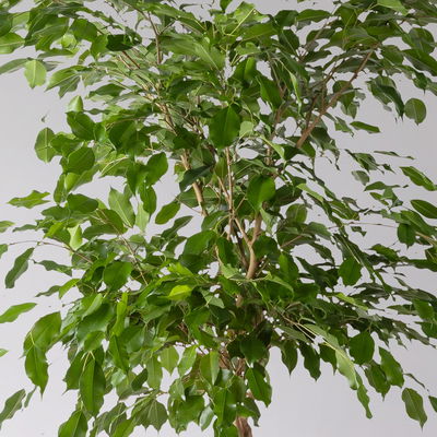 Birkenfeige, Topf-Ø 27 cm, Höhe ca. 100 cm, inkl. Bewässerungssystem mit Anzeige Birkenfeige, Topf-Ø 27 cm, Höhe ca. 100 cm, inkl. Bewässerungssystem mit Anzeige