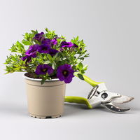 Pflanzenkreation 'Swimmingpool', 12 Pflanzen inkl. Erde und Dünger