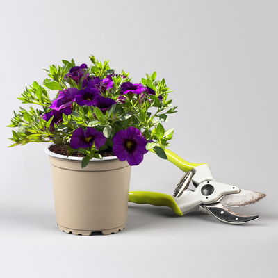 Pflanzenkreation 'Swimmingpool', 12 Pflanzen inkl. Erde und Dünger