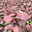 Syngonium 'Neon', Topf-Ø 12cm, 2 Pflanzen Syngonium 'Neon', Topf-Ø 12cm, 2 Pflanzen