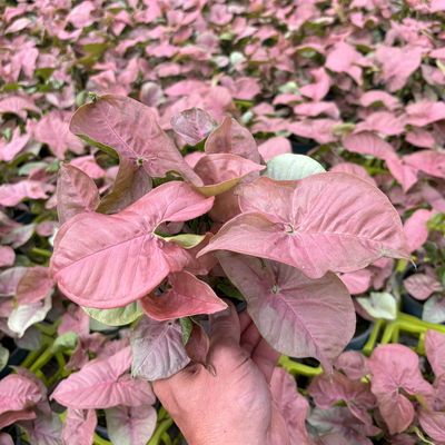 Syngonium 'Neon', Topf-Ø 12cm, 2 Pflanzen