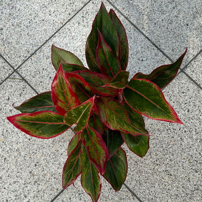 Aglaonema 'Crete', mit Übertopf Dallas weiß, Topf-Ø 12 cm Aglaonema 'Crete', mit Übertopf Dallas weiß, Topf-Ø 12 cm