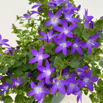Hängepolster-Glockenblume 'Adansa® Purple' blau-weiß, Topf-Ø 15 cm, 3er-Set Hängepolster-Glockenblume 'Adansa® Purple' blau-weiß, Topf-Ø 15 cm, 3er-Set