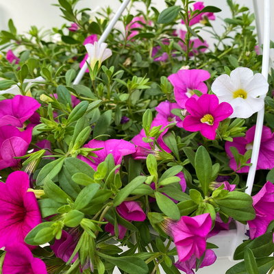 Zauberglöckchen 'Pink Paradise', rosa-pink-weiß, Ampeltopf-Ø 27 cm