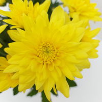 Chrysanthemen 'Chrysanne® Grandezza Yellow', gelb, Topf-Ø 13 cm, 6er-Set