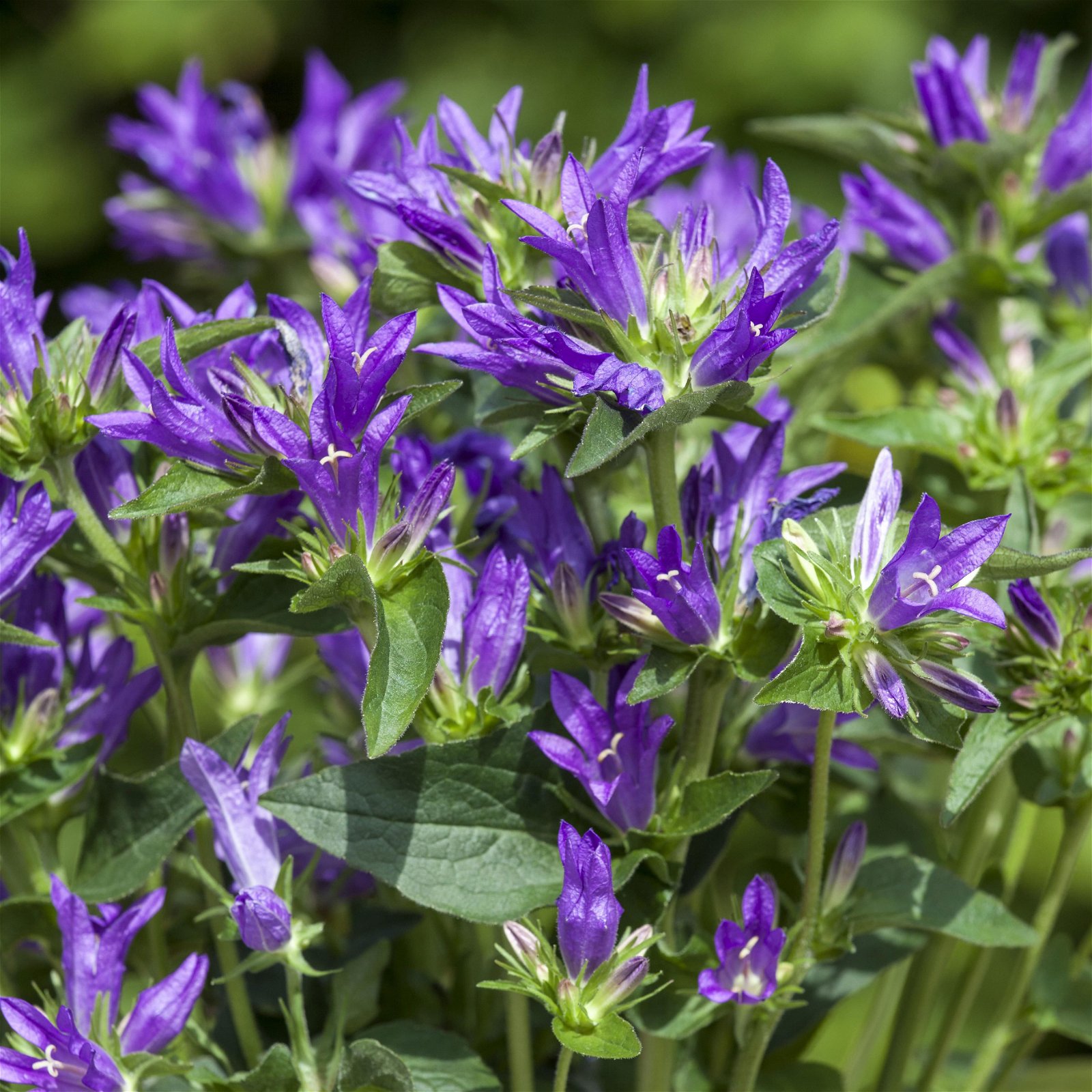 Bio Campanula glomerata 'Acaulis' violett, Topf-Ø 11 cm, 3er-Set