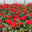 Beetrose 'Westpoint'®, blutorange, Topf 5 Liter