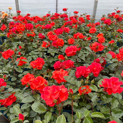 Beetrose 'Westpoint'®, blutorange, Topf 5 Liter Beetrose 'Westpoint'®, blutorange, Topf 5 Liter