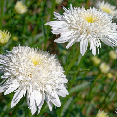 Bio Margerite 'Christine Hagemann' weiß, Topf 11x11 cm, 3 Pflanzen Bio Margerite 'Christine Hagemann' weiß, Topf 11x11 cm, 3 Pflanzen