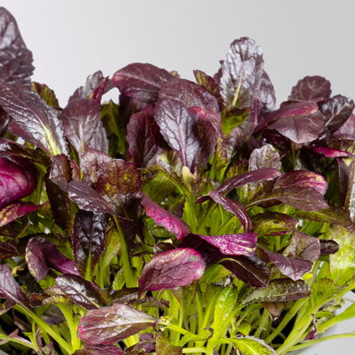 Kölle Bio Asia-Salat 'Garnet Giant', Topf-Ø 12 cm