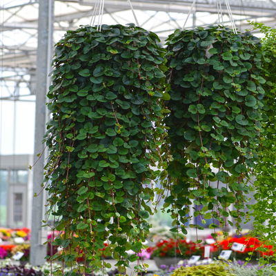 Pfennigkraut 'Sunburst', 6er-Set, Topf 12 cm Ø