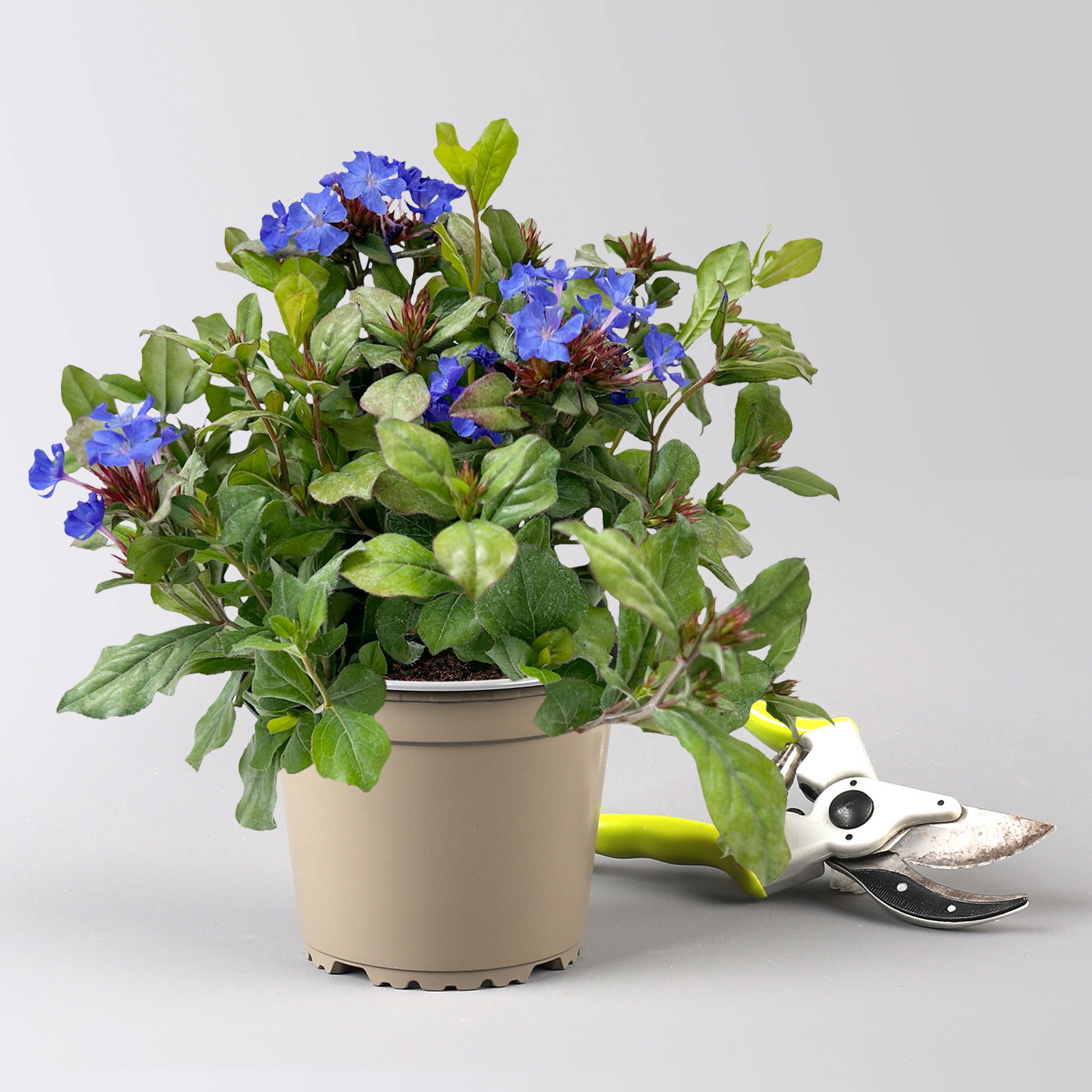 Chinesischer Bleiwurz, blau, Topf-Ø 13 cm, 6 Pflanzen