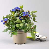 Chinesischer Bleiwurz, blau, Topf-Ø 13 cm, 6 Pflanzen