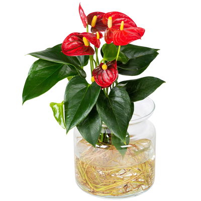 Anthurie 'Water Roots' rot in Glasvase 12cm Ø, ohne Erde Anthurie 'Water Roots' rot in Glasvase 12cm Ø, ohne Erde