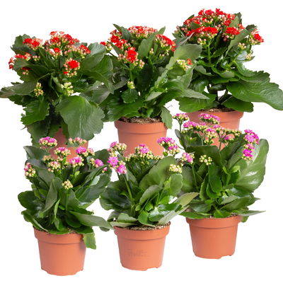 Kalanchoe 'Calandiva'®, rot&violett, Topf-Ø 12 cm, Höhe ca. 20-30 cm, 6er-Set
