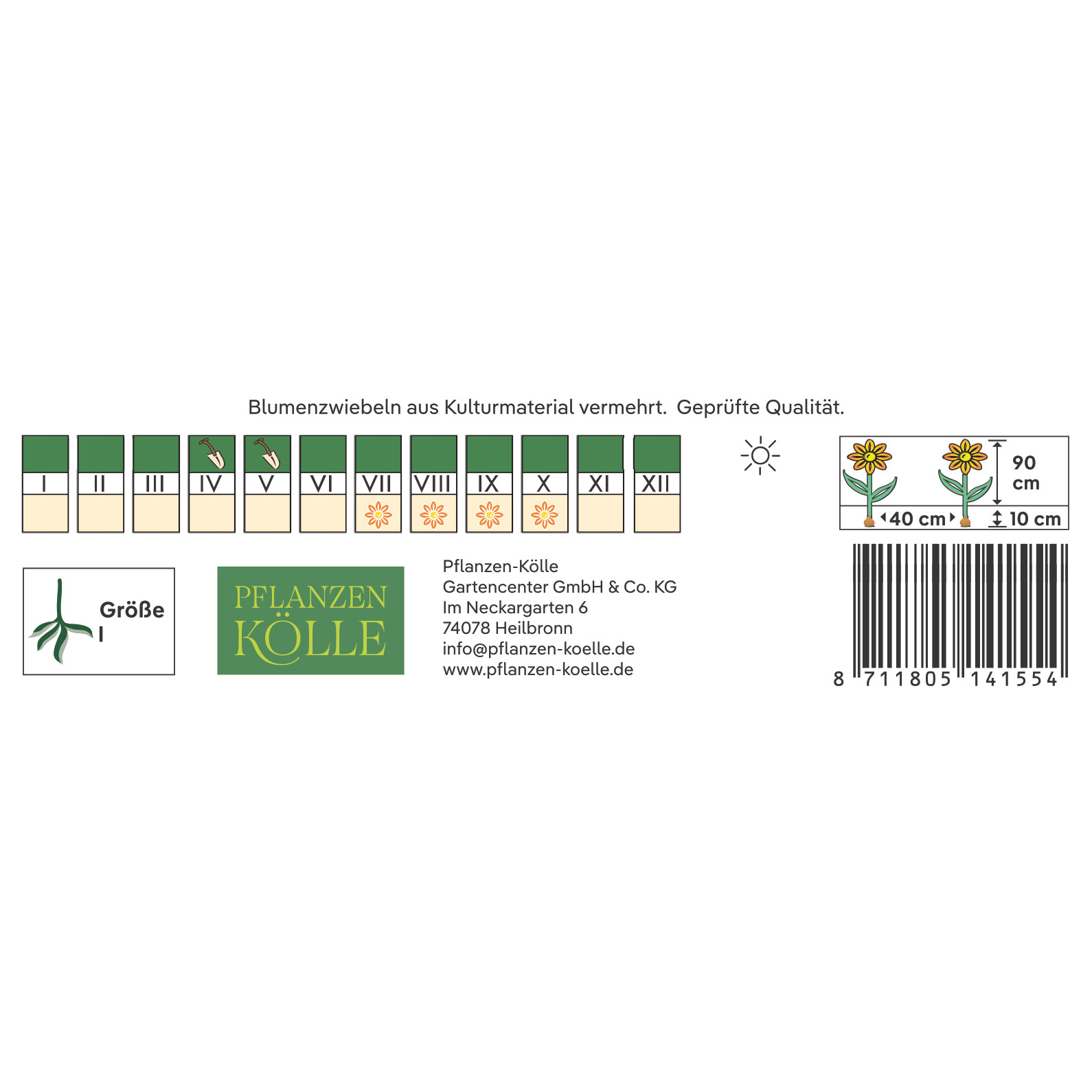 Kölles Beste Halskrausen-Dahlie 'Mary Evelyn', rot, 1 Blumenknolle