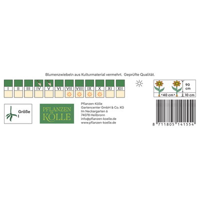 Kölles Beste Halskrausen-Dahlie 'Mary Evelyn', rot, 1 Blumenknolle