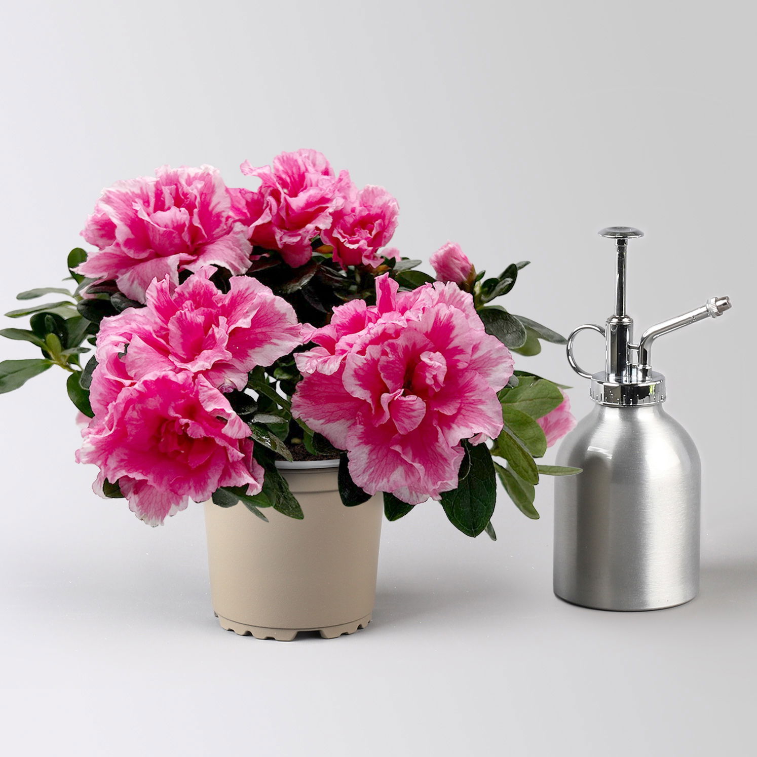 Azalee 'Vogel' Mix, gefüllt, Topf-Ø 11 cm, Höhe ca. 20 cm, 8 Pflanzen Azalee 'Vogel' Mix, gefüllt, Topf-Ø 11 cm, Höhe ca. 20 cm, 8 Pflanzen