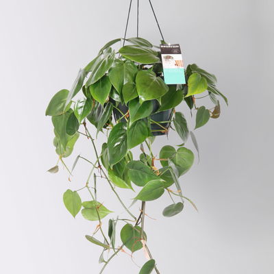 Philodendron, Ampeltopf-Ø 18 cm, Höhe ca. 35 cm Philodendron, Ampeltopf-Ø 18 cm, Höhe ca. 35 cm