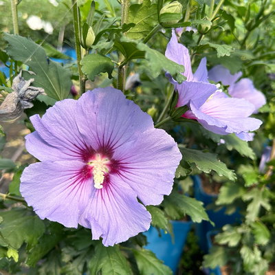 Garten-Hibiskus 'Marina', violettblau, 40 - 60cm hoch, Topf 5 l