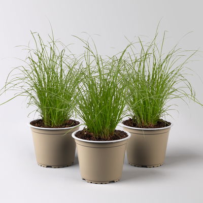 Katzengras ungespritzt, Topf-Ø 12 cm, 3er-Set Katzengras ungespritzt, Topf-Ø 12 cm, 3er-Set