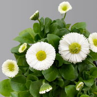 Bellis perennis weiß, Sorte nach Verfügbarkeit, Topf-Ø 14 cm, 4er-Set