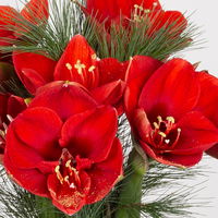 Schnittblumen-Mix aus 5 roten Amaryllis & 5 Seidenkiefer