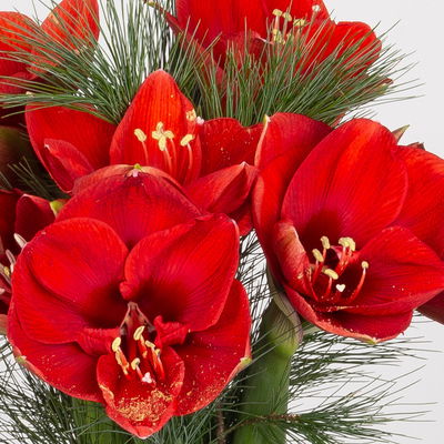 Schnittblumen-Mix aus 5 roten Amaryllis & 5 Seidenkiefer Schnittblumen-Mix aus 5 roten Amaryllis & 5 Seidenkiefer