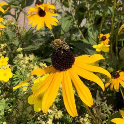 Sonnenhut 'Goldsturm', goldgelb, Topf 11x11 cm, 3 Pflanzen