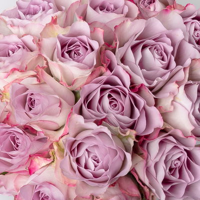 17 lila Rosen 'Memory Lane' 17 lila Rosen 'Memory Lane'